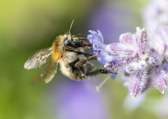 A bumble-bee sucks from a lavandula flower on a garden.