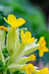 Spring flowers in the garden. Close up.