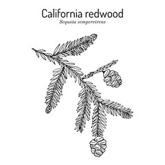 Coastal redwood Sequoia sempervirens , state tree of Californi