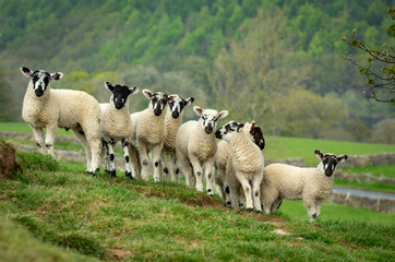 Swaledale mule lambs in Springtime.  A fine flock of eight well grown lambs, facing forward on a...