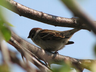 sparrow on a tree