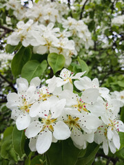 many flowers of white on the apple tree, spring bloom