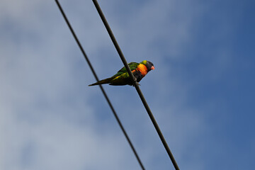 A rainbow lorikeet perched on a powerline on a sunny day