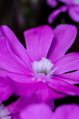Spring flowers in the garden. Close up.