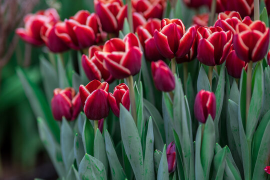 nursery of varietal tulips grown for Mother's Day holiday, February 14. Bright flowers on a background of lush greenery