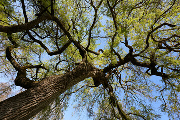 Fototapeta na wymiar Tree weeping willow (Salix chrysocoma, goldene Trauerweide) Flowering plant in spring with brown stem and green leaves. Oblique view from below. Germany.
