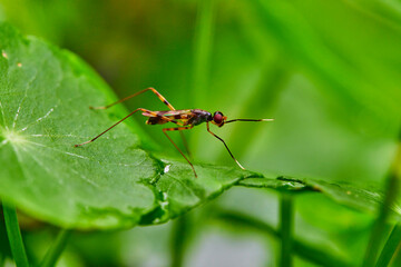 insect on pennywort leafs