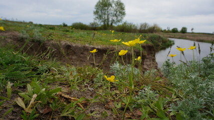 field of flowers