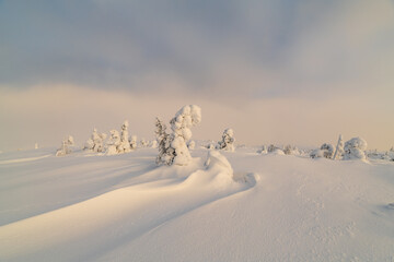 Winter forest, beautiful Finnish Lapland region.