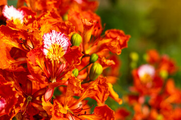 Flam-boyant, The Flame Tree, Royal Poinciana.