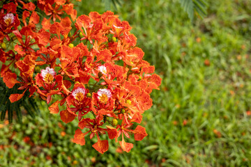Flam-boyant, The Flame Tree, Royal Poinciana.