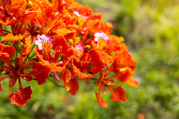 Flam-boyant, The Flame Tree, Royal Poinciana.