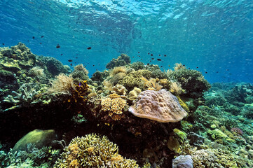 A picture of the coral reef