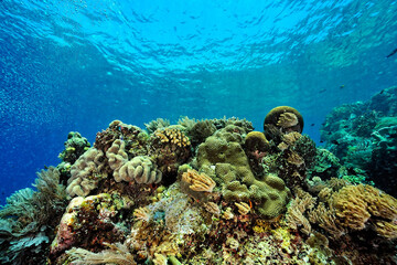A picture of the coral reef