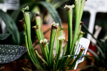 Fototapeta premium carnivorous plant flycatcher in the botanical garden. Close-up on dark background. Sarracenia