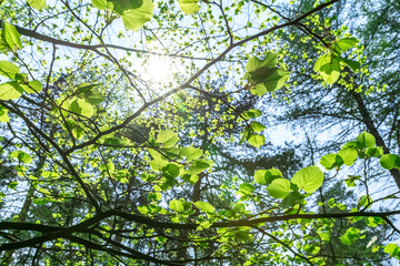 Spring in nature. The sun's rays break through the young leaves of the tree.