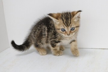 kitten on a white background
