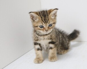 kitten on a white background