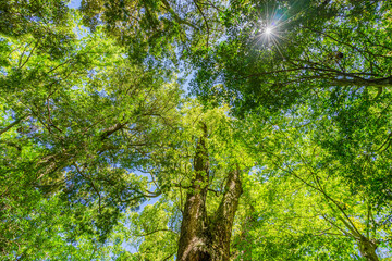 天城越え登山 (日本 - 静岡 - 天城山)
