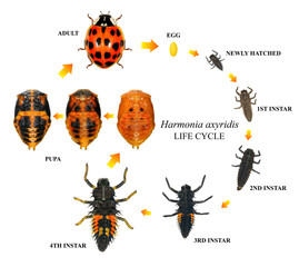 Ladybug (ladybird), Harmonia axyridis (Coleoptera: Coccinellidae). Life cycle. Development stages - eggs, larva, pupa, adult. Isolated on a white background 