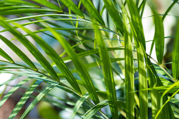 green large palm leaves. The Botanical Garden. Eco-friendly background concept