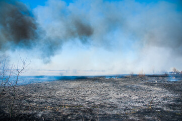 Fire, strong smoke. Burning reed in the swamp. Natural disaster