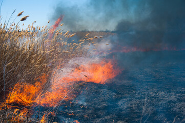 Fire, strong smoke. Burning reed in the swamp. Natural disaster