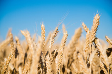 Fototapeta premium Golden wheat field and sunny day