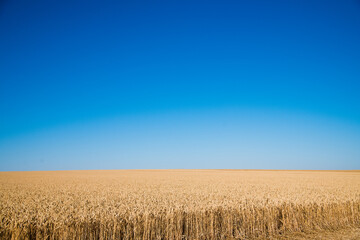 Golden wheat field and sunny day