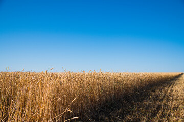 Golden wheat field and sunny day