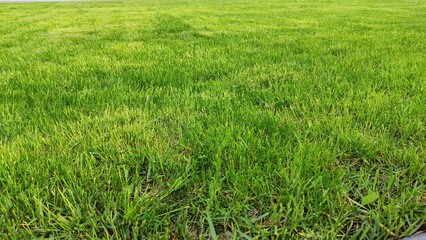 Obraz premium Green grass texture background, fresh green lawn. Close-up of grass in the garden, green grass nature background texture.
