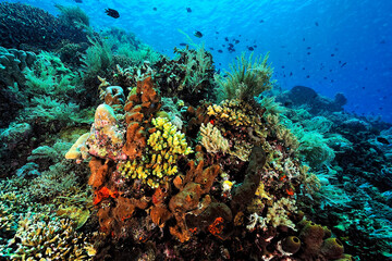 Plakat A picture of the coral reef