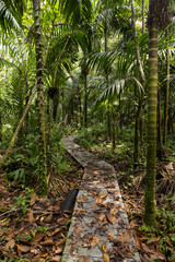 Footpath through a tropical Jungle