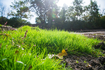 Green grass under the rays of the sun