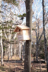 birdhouse for birds on a tree and a gray dove on it, forest, spring