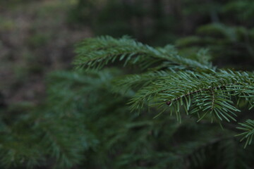 green tree branch with needles, spring. Green tree branch with needles, Christmas tree in the forest
