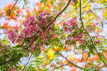 Blossom pink shower flower for background.
