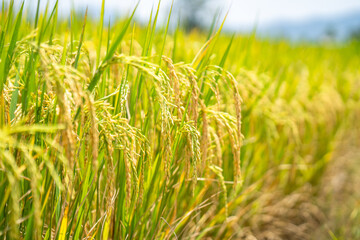 Ripe rice paddy field for background.