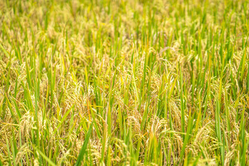 Ripe rice paddy field for background.