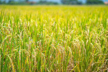 Ripe rice paddy field for background.