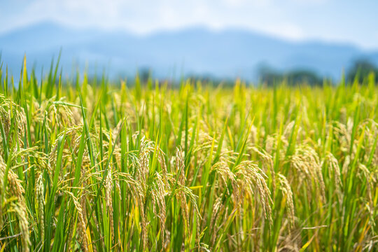 Ripe rice paddy field for background.