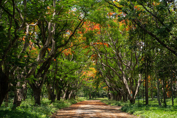 Peacock tree tunnel in nature.