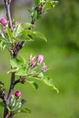 Small pale pink buds on blooming apple tree in spring garden on blurred background of green grass. Columnar fruit trees. Close-up. Selective focus.