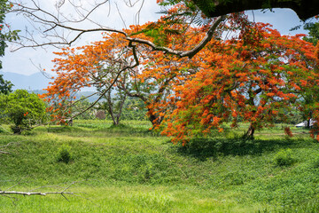 Naklejka premium Blossom red Peacock flower background in nature.