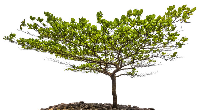 Badamier  sur fond blanc 