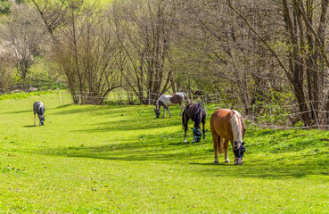 horses at spring time