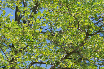 a close up of a green tree with lush leaves and brown branches ideally suited as background texture - obrazy, fototapety, plakaty