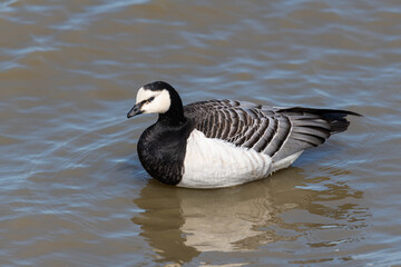 Canada goose (Branta canadensis) on the north German  coast on a windy summer day