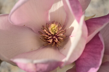 Beautiful macro view of pink Chinese saucer magnolia (Magnolia Soulangeana) tree blossoms tepals...