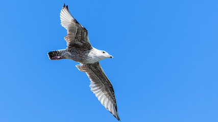 Möwe